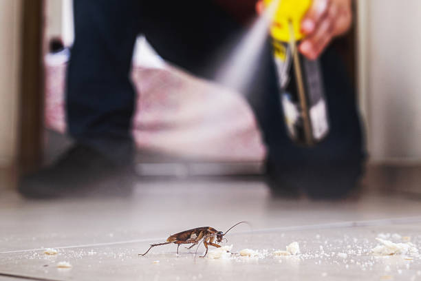 Best Pest Control Treatment  in Payson, UT